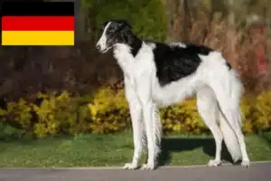 Read more about the article Criadores de Borzoi e cachorros na Alemanha