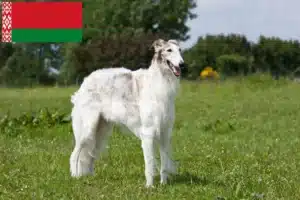 Read more about the article Criadores de Borzoi e cachorros na Bielorrússia
