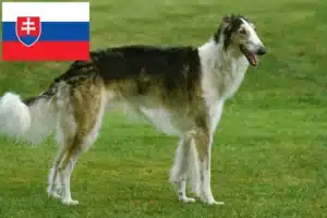 Read more about the article Criadores de Borzoi e cachorros na Eslováquia
