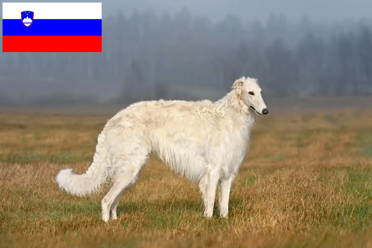 Borzoi cachorros e criadores Eslovénia Aqui pode encontrar criadores de Borzoi na Eslovénia.