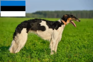 Read more about the article Criadores de Borzoi e cachorros na Estónia