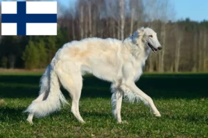 Read more about the article Criadores de Borzoi e cachorros na Finlândia