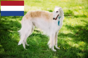 Read more about the article Criadores de Borzoi e cachorros nos Países Baixos
