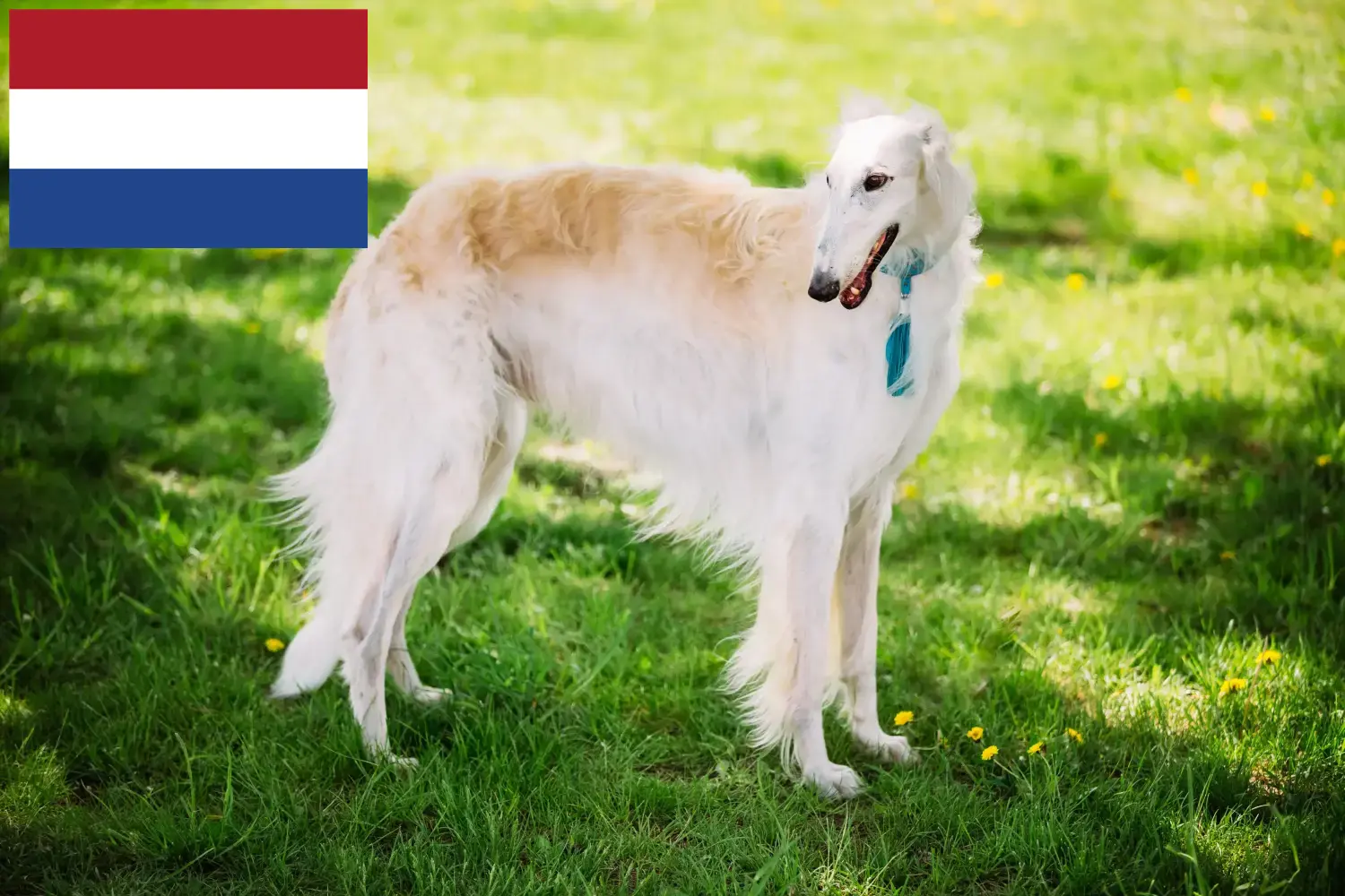 Borzoi cachorros e criador Holanda Aqui pode encontrar criadores de Borzoi nos Países Baixos.