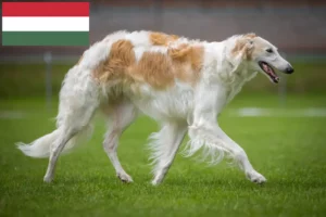 Read more about the article Criadores de Borzoi e cachorros na Hungria