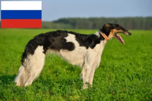 Read more about the article Criadores de Borzoi e cachorros na Rússia