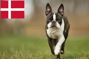 Read more about the article Criadores de Boston Terrier e cachorros na Dinamarca