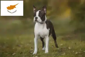 Read more about the article Criadores de Boston Terrier e cachorros em Chipre