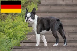Read more about the article Criadores de Boston Terrier e cachorros na Alemanha