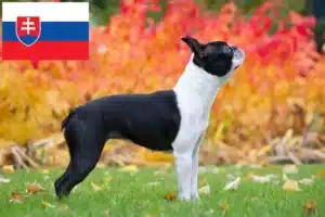Read more about the article Criadores de Boston Terrier e cachorros na Eslováquia