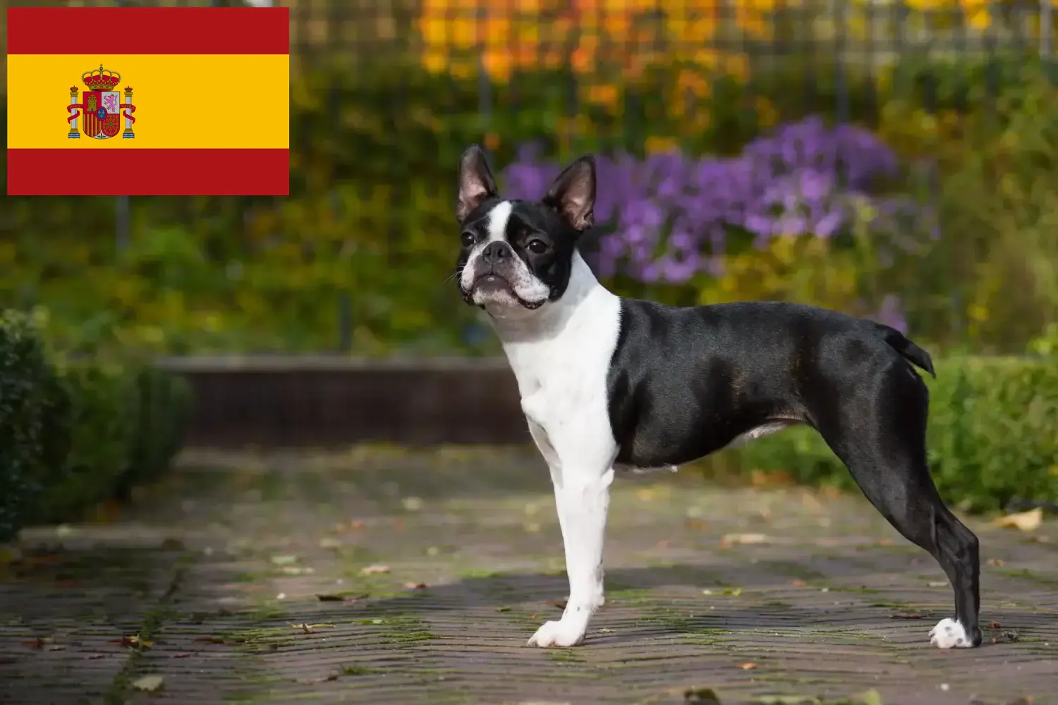 Boston Terrier cachorros e criadores Espanha Encontre aqui criadores de Boston Terrier em Espanha.