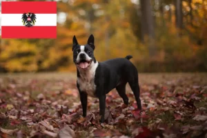 Read more about the article Criadores de Boston Terrier e cachorros na Áustria