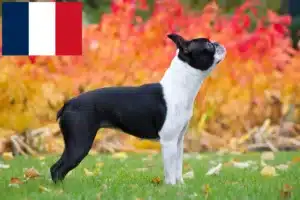 Read more about the article Criadores de Boston Terrier e cachorros em França