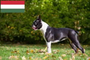 Read more about the article Criadores de Boston Terrier e cachorros na Hungria