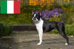 Read more about the article Criadores de Boston Terrier e cachorros em Itália