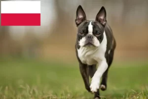 Read more about the article Criadores de Boston Terrier e cachorros na Polónia
