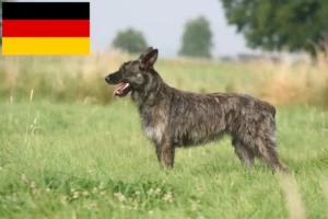 Read more about the article Criadores de Bouvier des Ardennes e cachorros na Alemanha