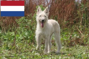 Read more about the article Criadores de Bouvier des Ardennes e cachorros nos Países Baixos