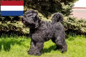 Read more about the article Criadores de Bouvier des Flandres e cachorros nos Países Baixos