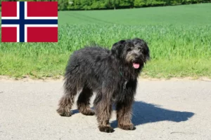 Read more about the article Criadores de Bouvier des Flandres e cachorros na Noruega