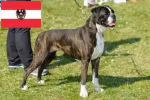 Read more about the article Criadores de boxer e cachorros na Áustria