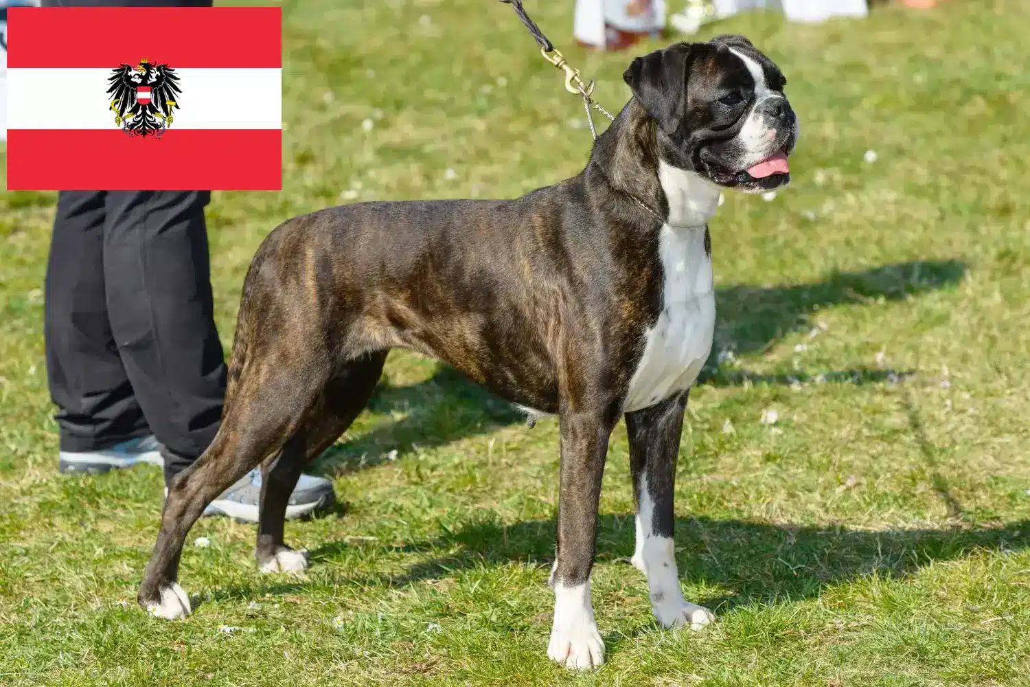 Boxer cachorros e criadores Áustria Aqui pode encontrar criadores de Boxer na Áustria.