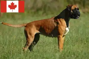 Read more about the article Criadores de boxer e cachorros no Canadá