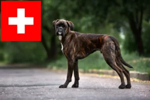 Read more about the article Criadores de Boxer e cachorros na Suíça