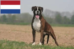 Read more about the article Criadores de Boxer e cachorros nos Países Baixos