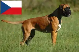 Read more about the article Criadores de boxer e cachorros na República Checa