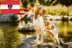 Read more about the article Criadores de Bracco Italiano e cachorros na Áustria