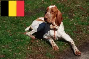 Read more about the article Bracco Italiano criadores e cachorros na Bélgica