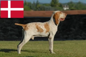 Read more about the article Bracco Italiano criadores e cachorros na Dinamarca