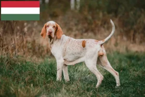 Read more about the article Criadores de Bracco Italiano e cachorros na Hungria