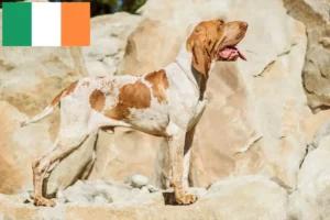 Read more about the article Bracco Italiano criadores e cachorros na Irlanda