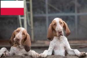 Read more about the article Criadores de Bracco Italiano e cachorros na Polónia