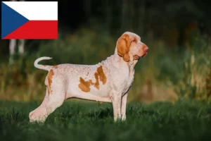 Read more about the article Bracco Italiano criadores e cachorros na República Checa