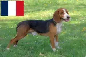 Read more about the article Criadores de Bracke alemão e cachorros em França