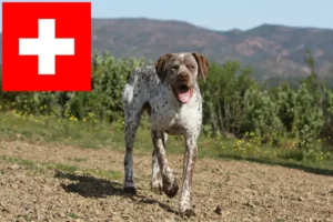 Read more about the article Braque du Bourbonnais criadores e cachorros na Suíça