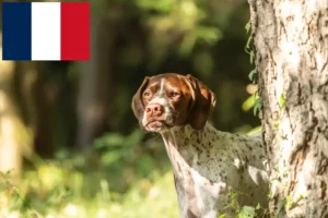 Read more about the article Braque français tipo Gascogne criadores e cachorros em França