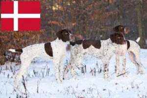 Read more about the article Braque français tipo Pyrénées criadores e cachorros na Dinamarca