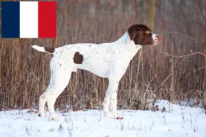 Read more about the article Braque français tipo Pyrénées criadores e cachorros em França