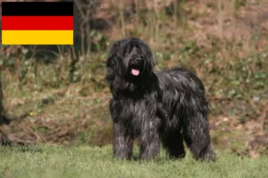 Read more about the article Criadores de Briard e cachorros na Alemanha