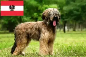 Read more about the article Criadores de Briard e cachorros na Áustria