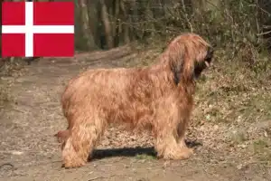 Read more about the article Criadores de Briard e cachorros na Dinamarca