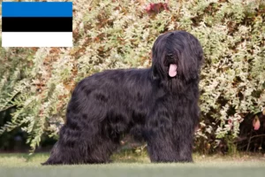 Read more about the article Criadores de Briard e cachorros na Estónia