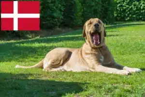 Read more about the article Criadores de Broholm e cachorros na Dinamarca