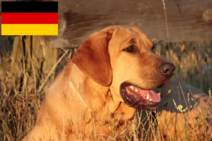 Read more about the article Criadores de Broholmer e cachorros na Alemanha