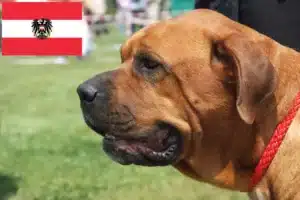 Read more about the article Criadores de Broholmer e cachorros na Áustria