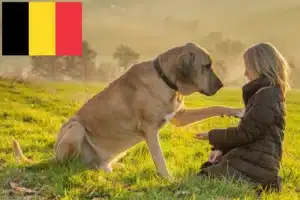 Read more about the article Criadores de Broholm e cachorros na Bélgica